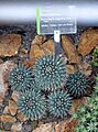 Mammillaria magnimamma - Wilhelma Zoo - Stuttgart, Germany - DSC01705