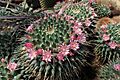 Mammillaria magnimamma var. neumonia kz01