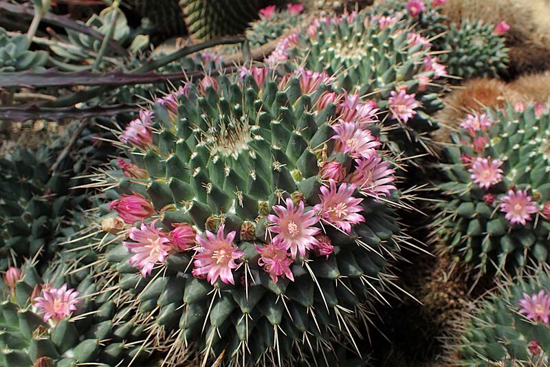 Mammillaria magnimamma var. neumonia kz01