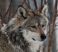 Mexican Wolf - Lobo Mexicano