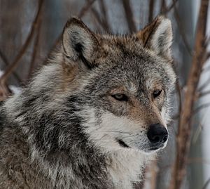 Mexican Wolf - Lobo Mexicano.jpg