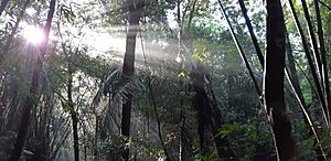 Archivo:Mixed bamboo and semi-evergreen forest in Keo Seima Wildlife Sanctuary