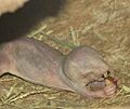 Naked Mole Rat Eating