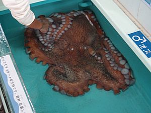 Archivo:North Pacific Giant Octopus