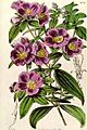 Osbeckia chinensis