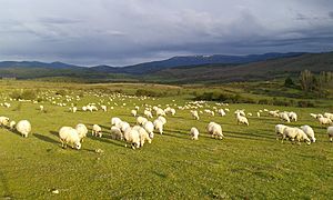 Archivo:Ovejas Churras en la Sierra de la Demanda