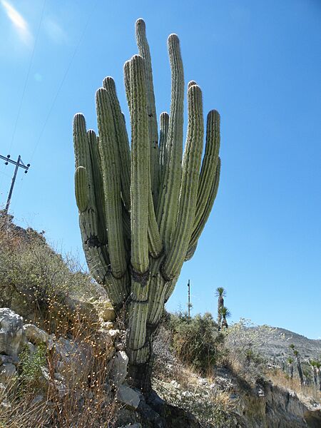 Pachycereus fulviceps (5753604809)