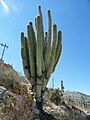 Pachycereus fulviceps (5753604809)