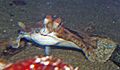 Parophrys vetulus 2
