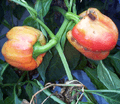 Pepper mild mottle virus