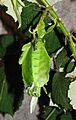 Phyllium siccifolium Kopulation