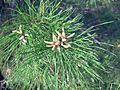 Pinus clausa foliage