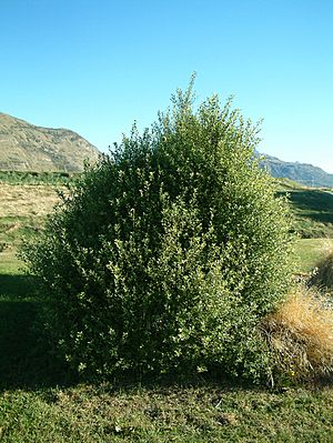 Archivo:Pittosporum tenuifolium tree