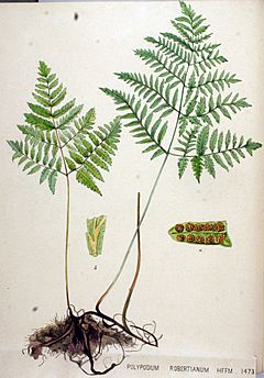Archivo:Polypodium robertianum — Flora Batava — Volume v19