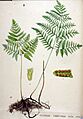 Polypodium robertianum — Flora Batava — Volume v19