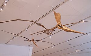 Archivo:Pteranodon sternbergi pair