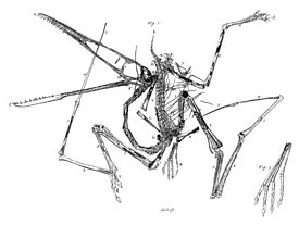 Archivo:Pterodactylus holotype Collini 1784
