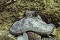 Pulpo común​ (Octopus vulgaris), Parque natural de la Arrábida, Portugal, 2020-07-31, DD 107