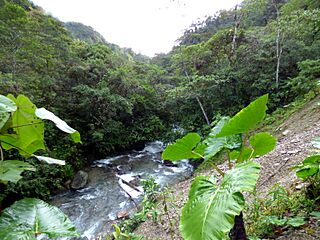 Río Claro (13960995917).jpg