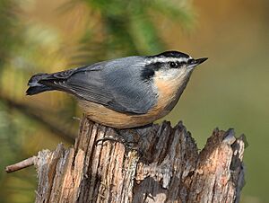Archivo:Red-breasted Nuthatch (Sitta canadensis)6