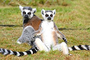 Archivo:Ringtailed lemurs