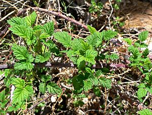 Archivo:Rubus leucodermis 2