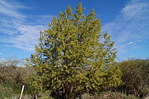 Archivo:Salix humboldtiana form
