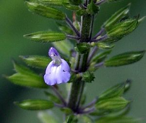 Archivo:Salvia tiliifolia00