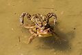 Sapo común (Bufo bufo), Hartelholz, Múnich, Alemania, 2013-04-15, DD 03