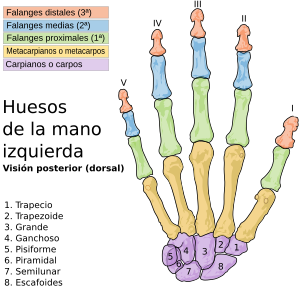 Scheme human hand bones-es-Com.svg