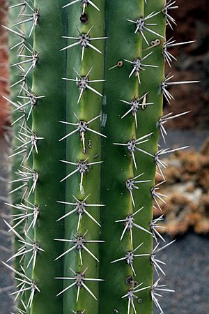 Archivo:Stenocereus stellatus in Jardin de Cactus on Lanzarote, June 2013 (1)