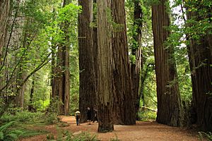 Archivo:Stout Memorial Grove in Jedediah Smith Redwoods State Park in 2011 (22)