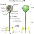 T5likevirus virion