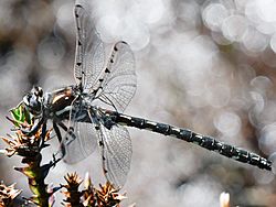 Tasmanian Redspot, Archipetalia auriculata, male, lateral view.jpg