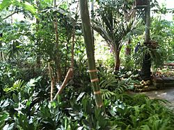 Archivo:Tropical Greenhouse Jerusalem Botanical Gardens IMG 0467