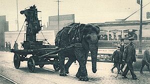 Archivo:Ww1-elephant