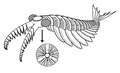 2014 Anomalocaris canadesis