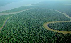 Archivo:Aerial view of the Amazon Rainforest