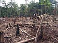 Amazon slash and burn agriculture Colombia South America