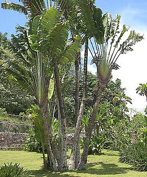 Archivo:Arbol del viajero