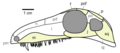 Archaeothyris