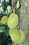 Archivo:Artocarpus heterophyllus fruits at tree