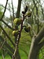 Asimina triloba flower buds