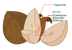 Archivo:Avocado seed diagram-es