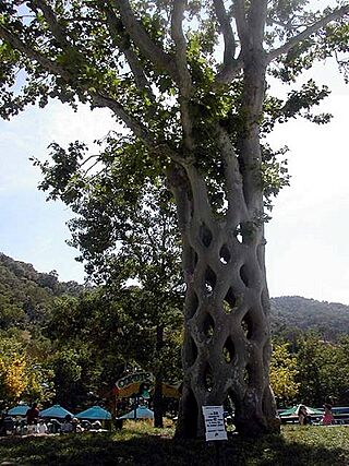 Baskettree.jpg