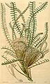 Botanical Magazine 4035 Dryandra arctotidis(pl)