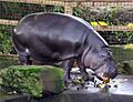 Bristol.zoo.pygmy.hippo.arp