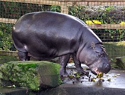 Archivo:Bristol.zoo.pygmy.hippo.arp