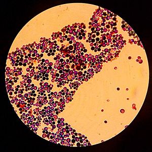 Candida albicans (optic microscope).jpg
