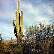 Carnegiea gigantea near Tucson 2